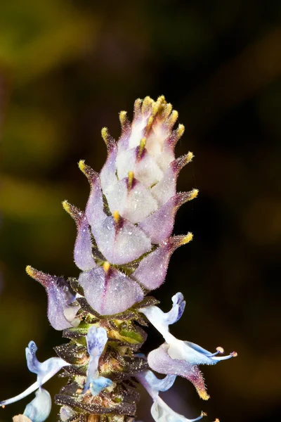 Makro einer kleinen weißen Blume — Stockfoto