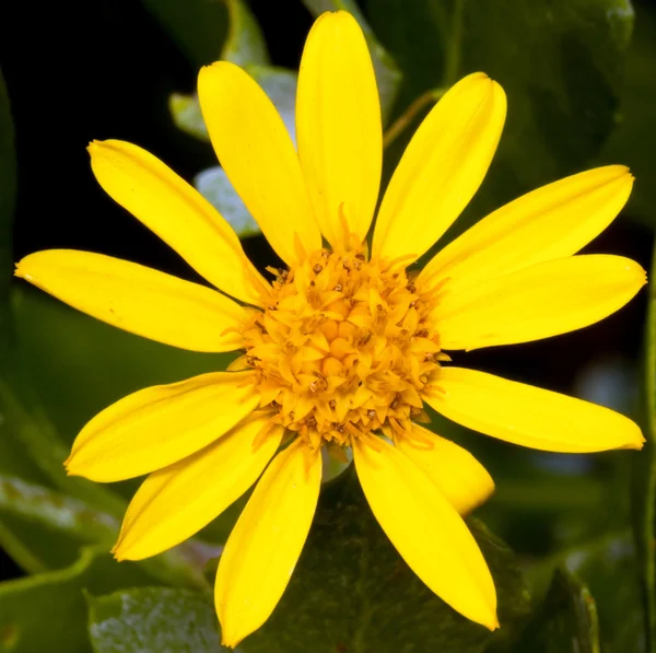 Makro žluté květiny — Stock fotografie