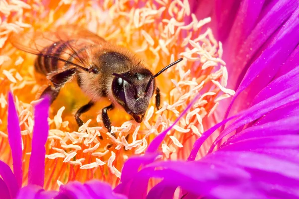 Makro pszczoły w kwiat — Zdjęcie stockowe