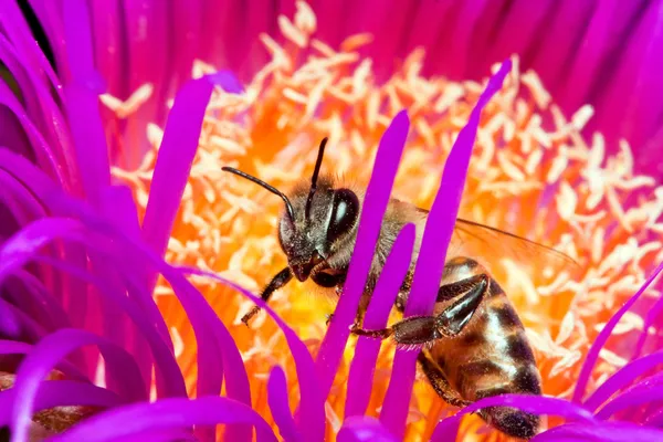 Μακροεντολή μιας μέλισσας σε ένα λουλούδι — Φωτογραφία Αρχείου