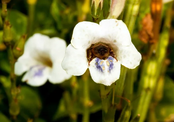 Μακροεντολή μιας μέλισσας σε ένα λουλούδι — Φωτογραφία Αρχείου