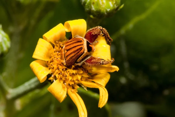 Makro des Käfers in gelber Blüte — Stockfoto
