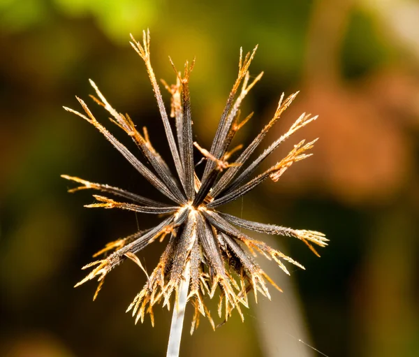 Makro einer Bettlerzecke — Stockfoto