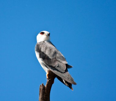 blackshouldered uçurtma