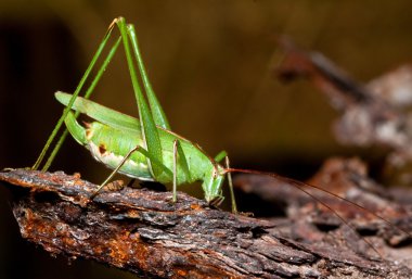 Macro of a green grasshopper clipart