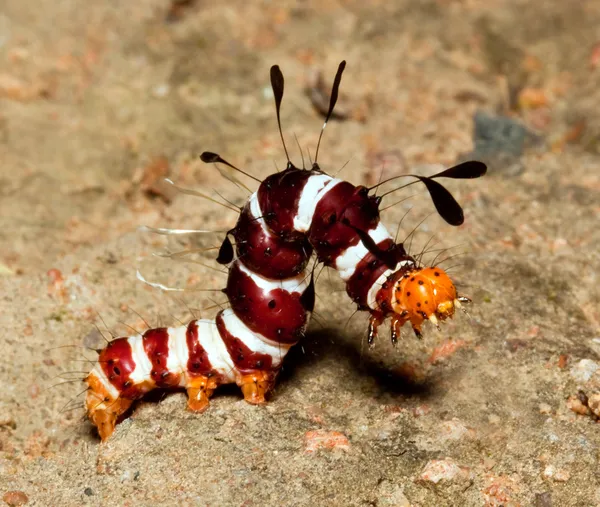 Макро разноцветного червя — стоковое фото