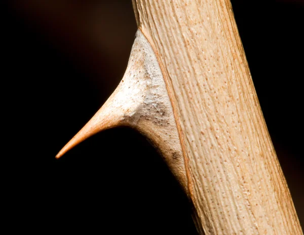 Macro van een roos thorn — Stockfoto