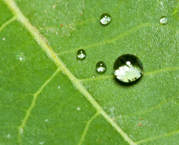 Macro of water drop on leaf — Stock Photo, Image