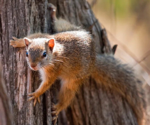 Tree eekhoorn — Stockfoto
