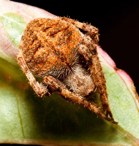 Μακροεντολής του καφέ αράχνη — Φωτογραφία Αρχείου