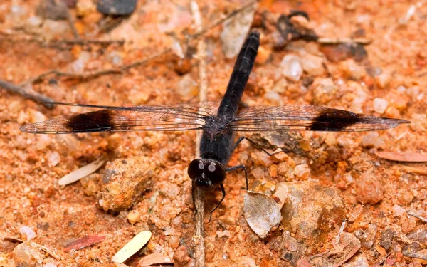 Macro of black dragonfly — Stock Photo, Image