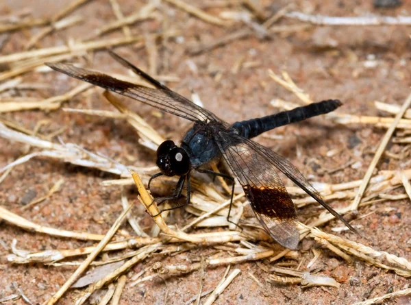 Macro van zwarte dragonfly — Stockfoto