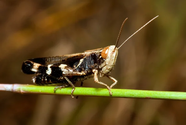 Macro of a black and white grasshopper — Stock Photo, Image