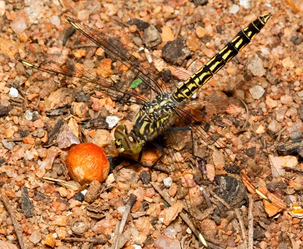 Μακροεντολή της dragonfly κίτρινο και μαύρο — Φωτογραφία Αρχείου
