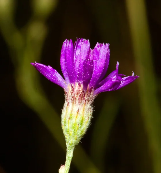 Makro av en lila blomma — Stockfoto