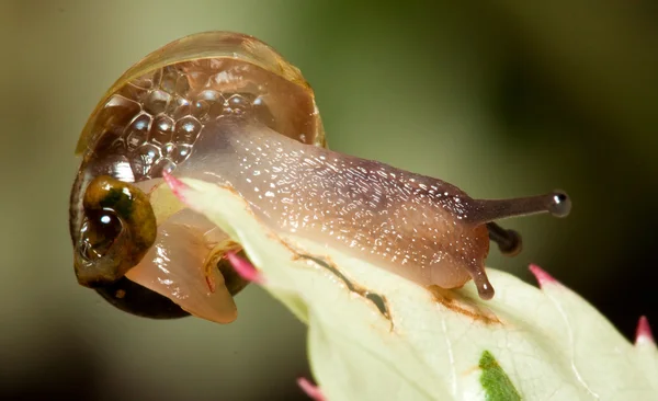 Macro of a snail — Stock Photo, Image