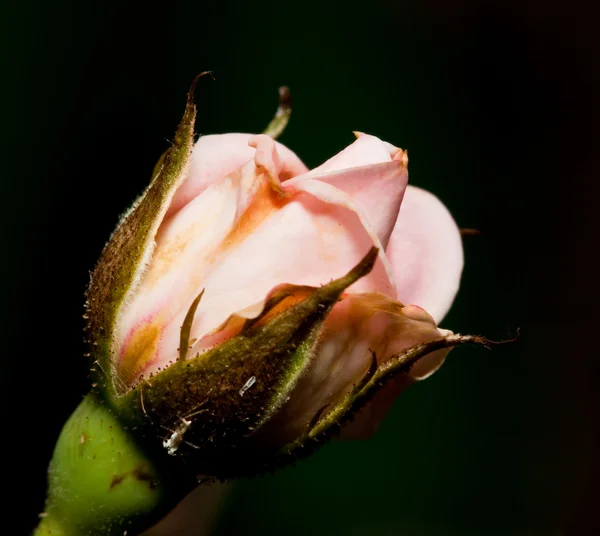 Macro de una pequeña rosa — Foto de Stock