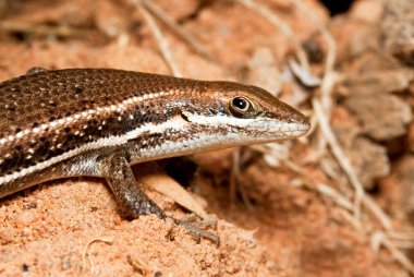 kahverengi bir lizzard closeup