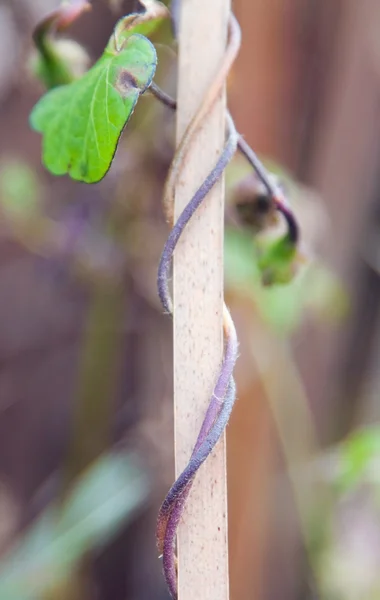 Виноград растет на стебле тростника — стоковое фото