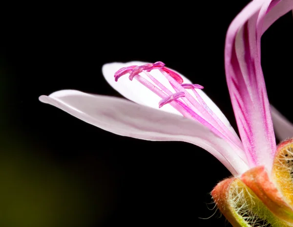 Makro för en rosa lilly — Stockfoto