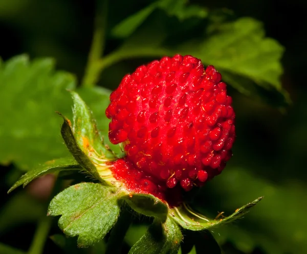 stock image Macro of a small red strawberry