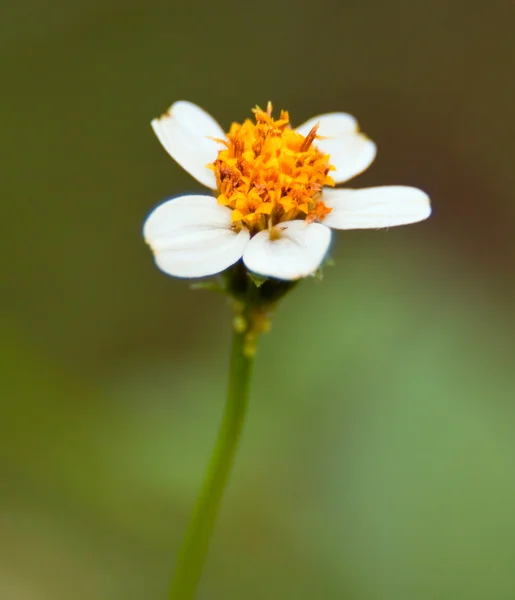Gul och vit blomma — Stockfoto