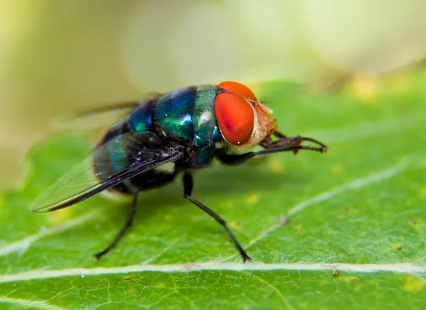 Makro einer Fliege — Stockfoto
