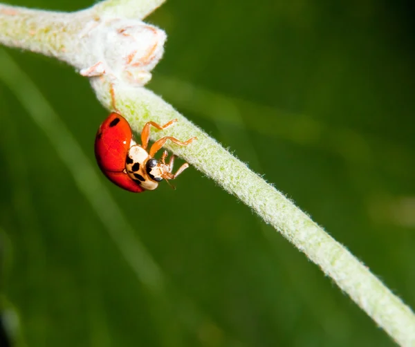 Macro of a ladybird — Stock Photo, Image