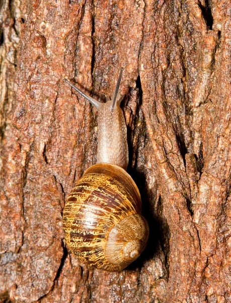 Fechar de um caracol em uma casca de árvore molhada — Fotografia de Stock