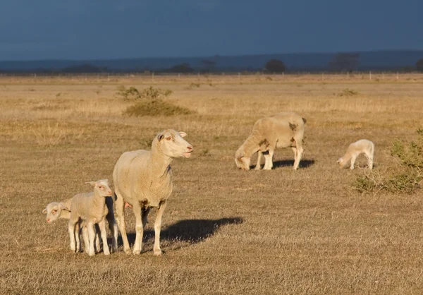 Oveja hembra con corderos gemelos —  Fotos de Stock