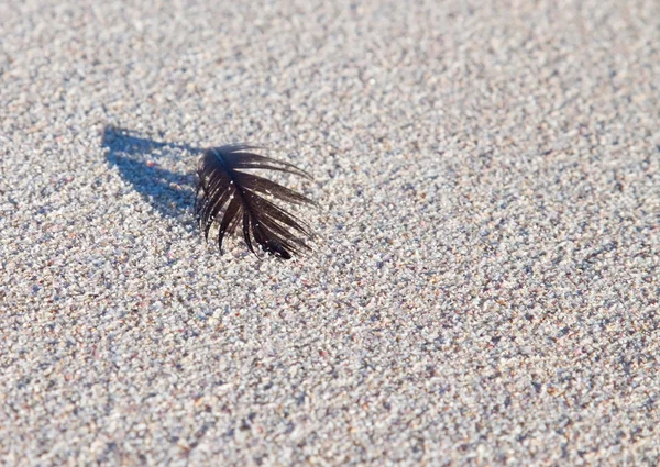 Closeup of a feather on a beach — Stock Photo, Image
