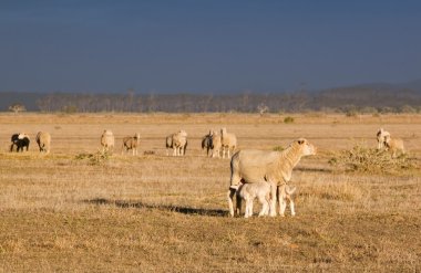 Female sheep with twin lambs clipart