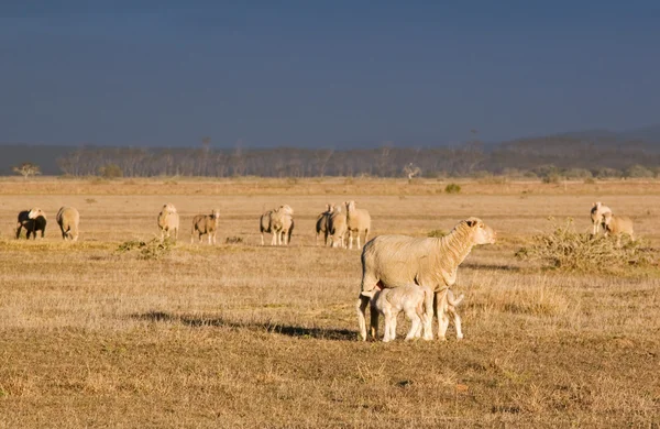 stock image Female sheep with twin lambs