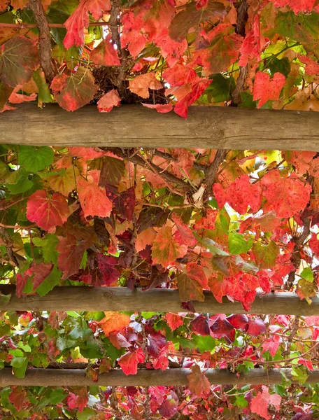 Dach werandy winogron urlopu — Zdjęcie stockowe