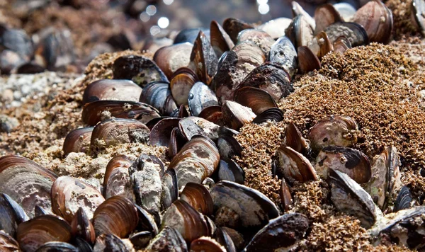 Mussles growing on a rock — Stock Photo, Image