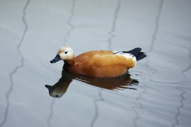 Tadorna ferruginea