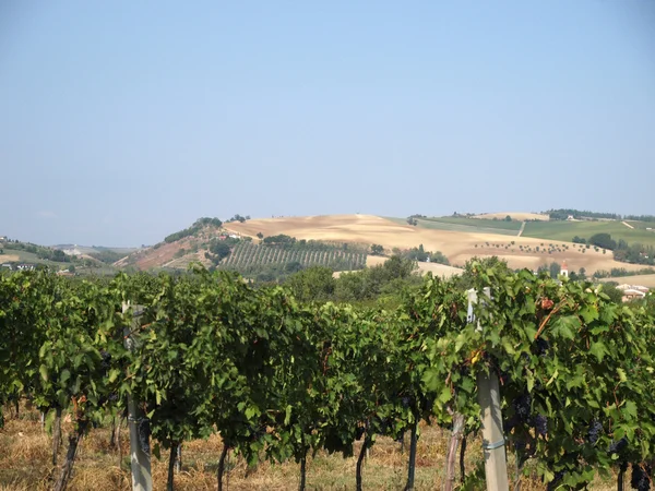 Tuscan landscape — Stock Photo, Image