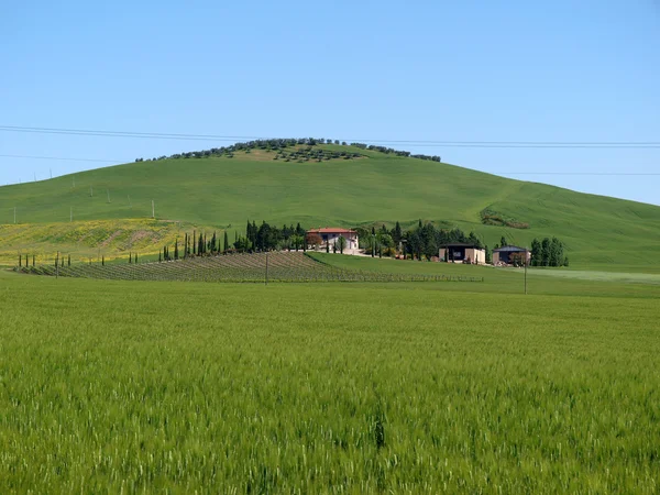 The landscape of the Val d Orcia — Stock Photo, Image