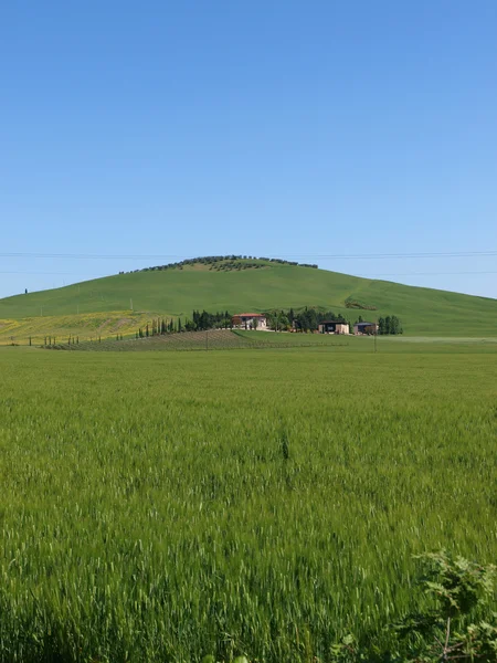 The landscape of the Val d Orcia — Stock Photo, Image