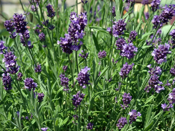 Blooming aromatic bunch of lavender — Stock Photo, Image