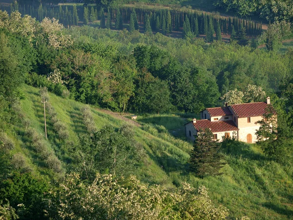 Toskana 'da, zeytinliklerin arasında bir villa. — Stok fotoğraf
