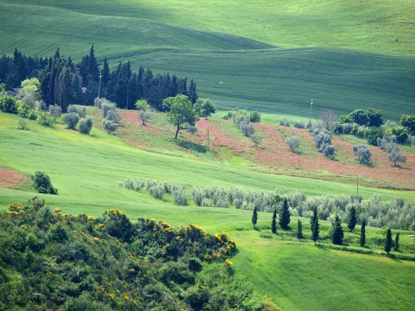 Landskapet i Val d Orcia. Toscana. Italien — Stockfoto