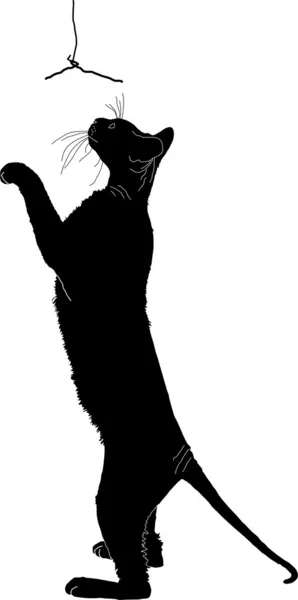 Silhouet van een kat — Stockfoto