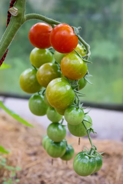 stock image Tomatoes