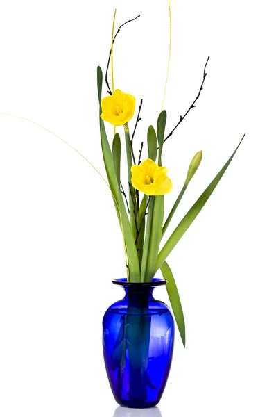 Daffodil i vase – stockfoto