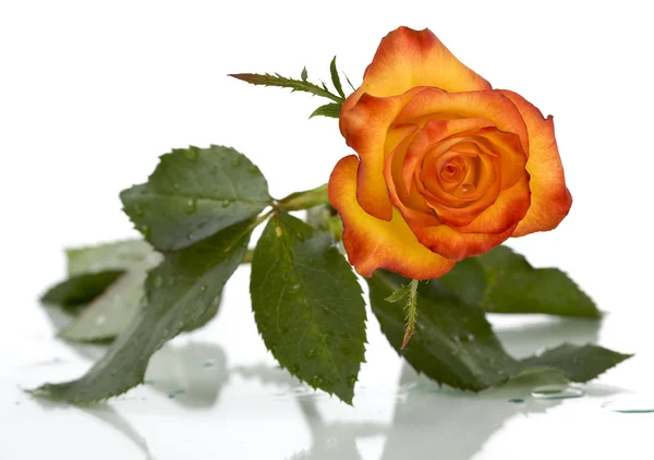 Rose portrait — Stock Photo, Image