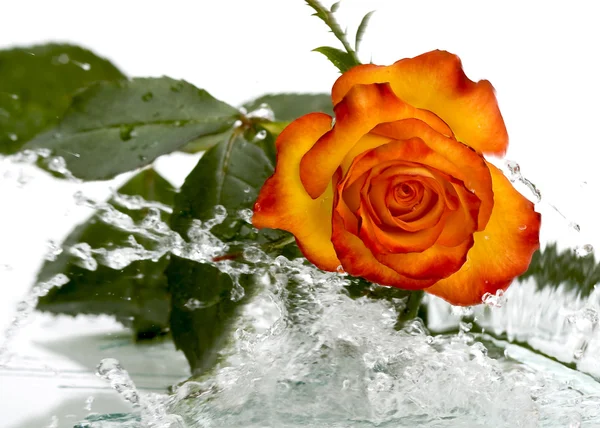 Spring rose — Stock Photo, Image