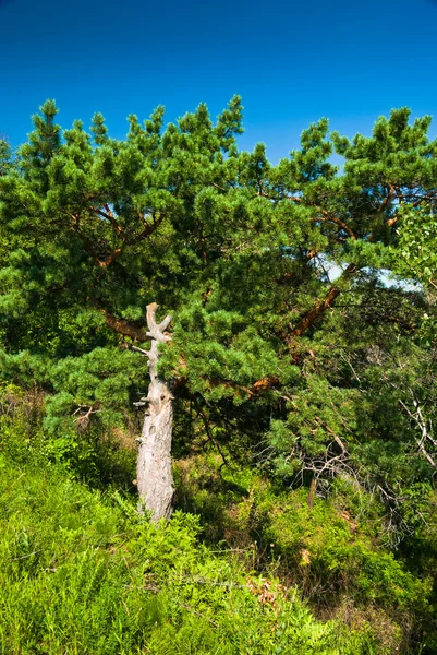 stock image Bright green pine-tree