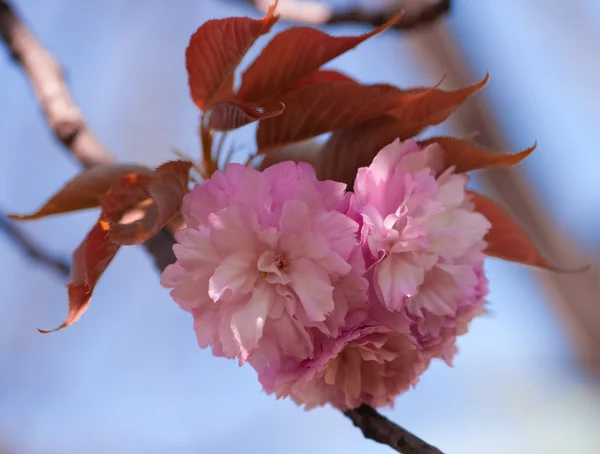 Tuoksuvat kirsikkapuun kukat lähikuva — kuvapankkivalokuva