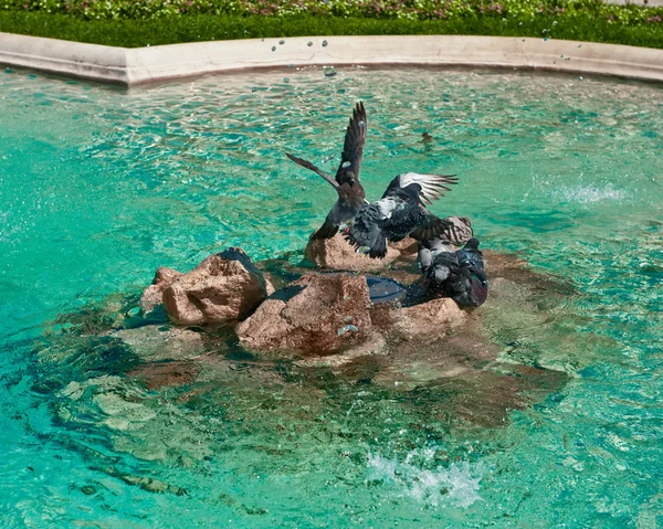 Duiven spelen in fontein — Stockfoto